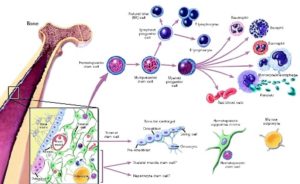 yoga stem cell nutrition, stem cell nutrition, benefits of stem cell nutrition, how to increase stem cells